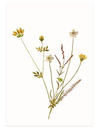 postkort | Øens blomster okker