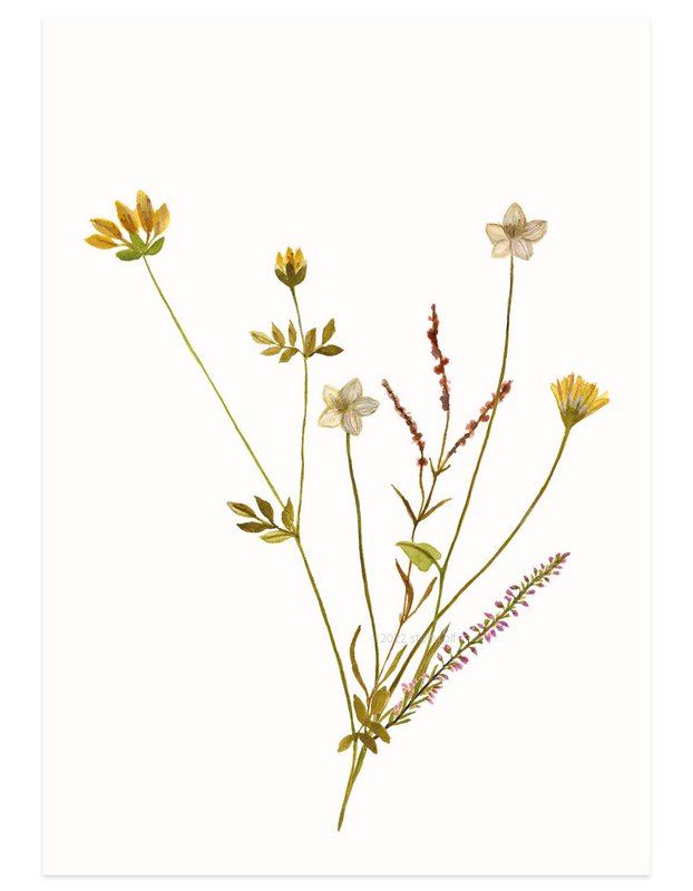 postkort | Øens blomster okker