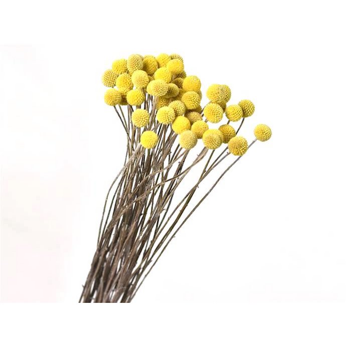 Craspedia, 10 pieces / bundle, 50cm, natural yellow