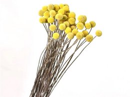 Craspedia, 10 uds./paquete, 50cm, amarillo natural