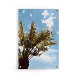 Beau palmier