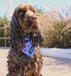 Bandana - Huelva