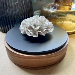 CHAN-XL BOX 20cm