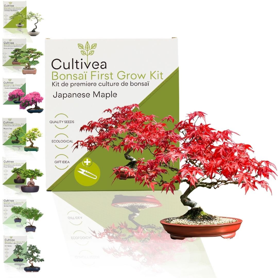 Cultivea - Kit First Bonsai - Kit de première culture de bonsaï avec accessoires | Idée cadeau Originale