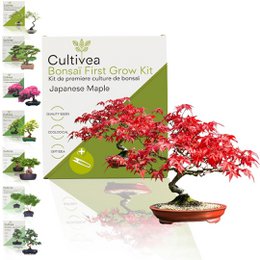 Kultiviert - First Bonsai Kit - First Bonsai Culture Kit mit Accessoires | Originalgeschenkidee