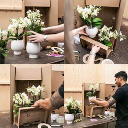Colibr Orchids | Red Phalaenopsis orchid – Congo + Gummy pot trattine – pot measure Ø9cm | blooming room plant in flower pot - fresh from the grower