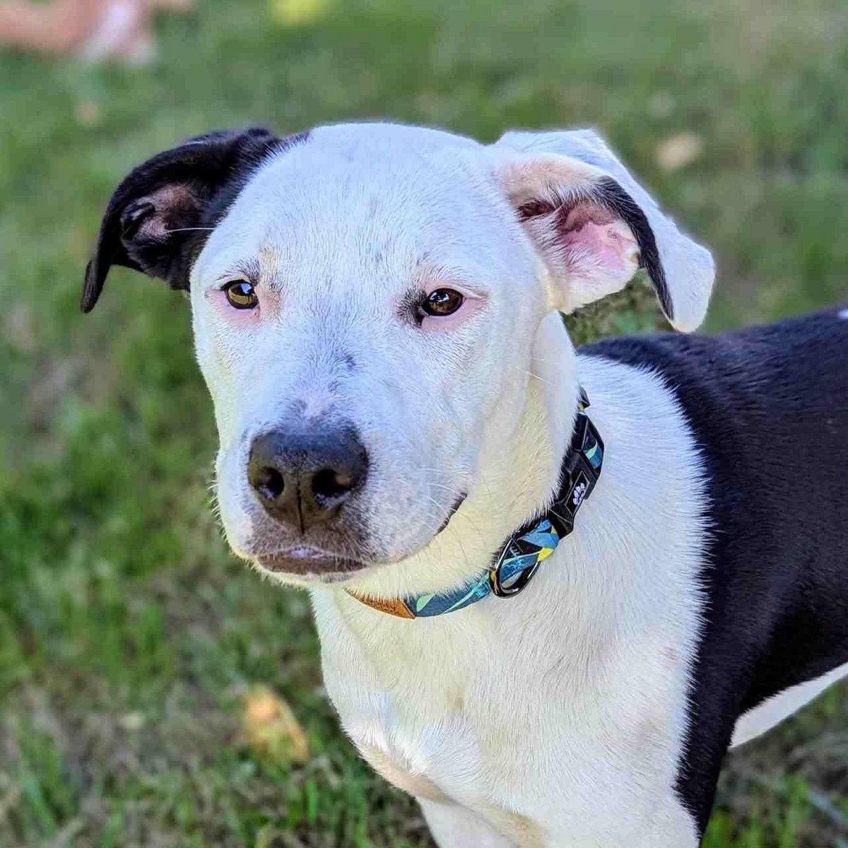 Collare per cani della barriera corallina