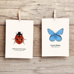 Marienkäfer Postkort - Natural illustration af høj kvalitet og heldig charme