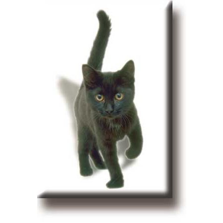 Kühlschrankmagnet, Kätzchen, Katze, schwarz