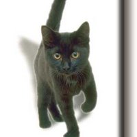 Fridge magnet, Kitten, cat, black