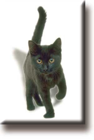 Køleskabsmagnet, Killing, kat, sort