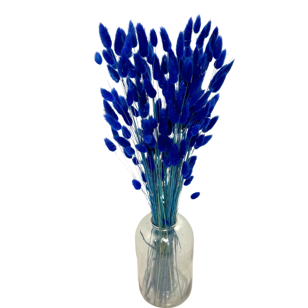 Queues de Lapin (Lagurus) 50g Bleu Foncé