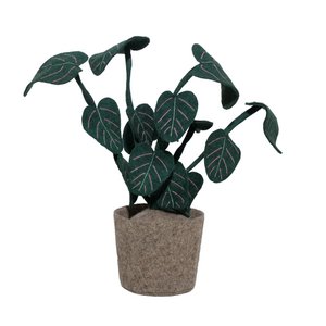 Pflanzen Sie Calathea