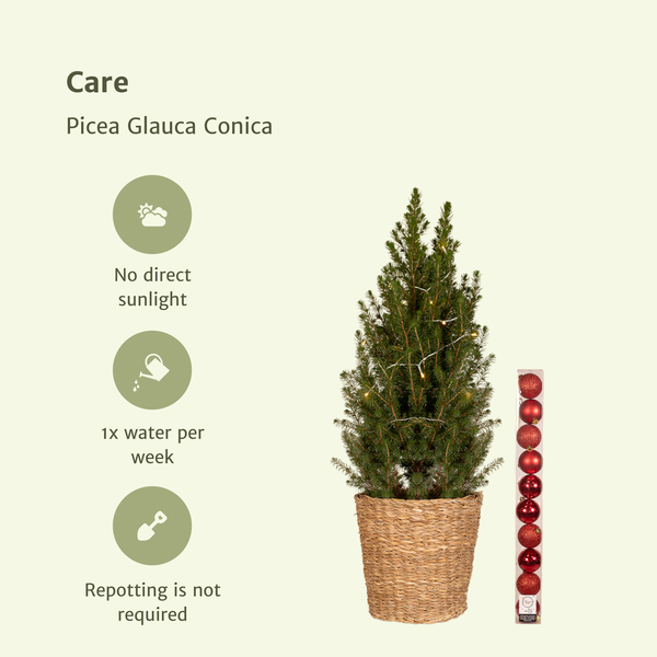 Picea Glauca Conica - Ø21cm - ↕80cm - Red - Ø21 - ↨80cm