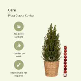 Pepea glauca conica - Ø21cm - ↕80cm - rot - Ø21 - ↨80cm