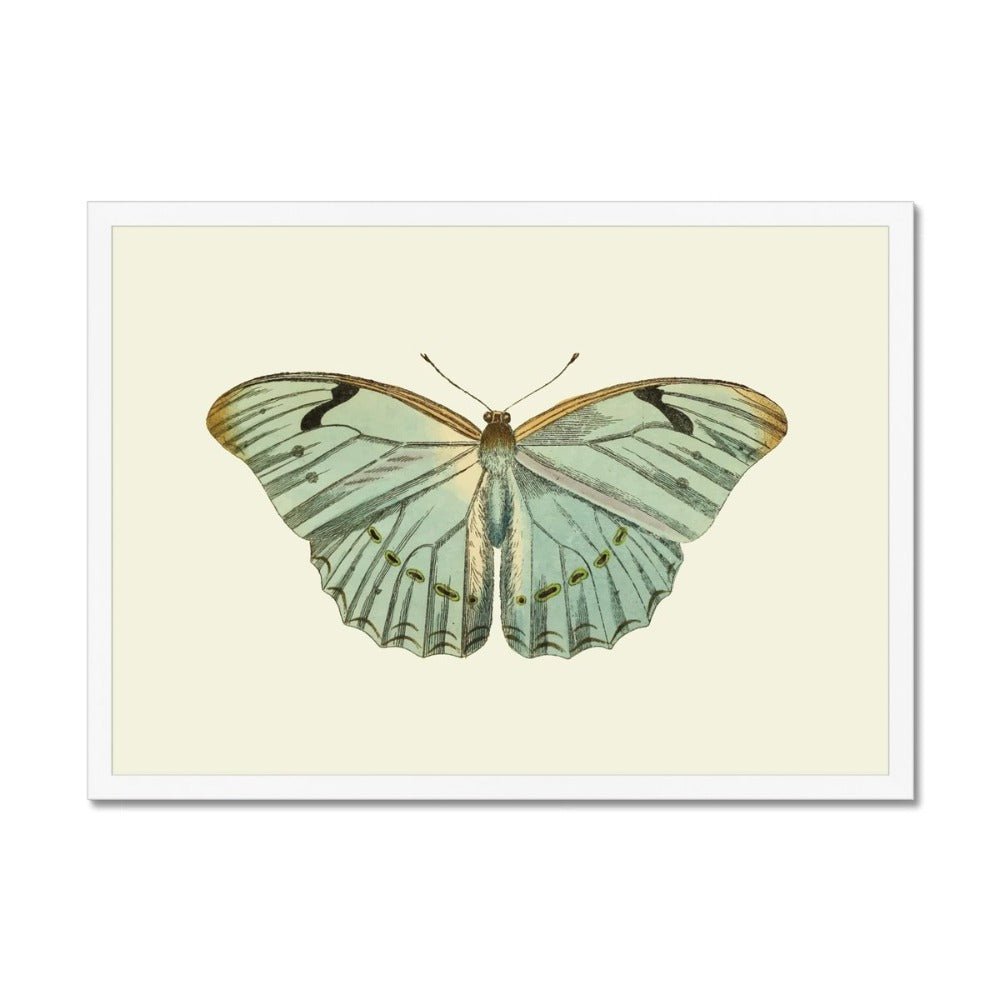 Mariposa