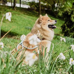 Ne & No® Touline for dogs - 120/170 cm