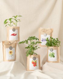 Grow Bag Wild Pansy