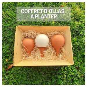 Box of ollas to plant