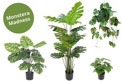 Monstera Madness - Artificial plant package