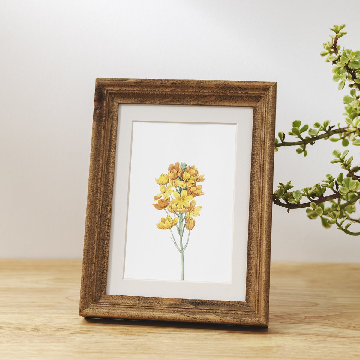 Botanische kunst print mix x16 | Vintage bloem illustratie | Kunst aan de muur
