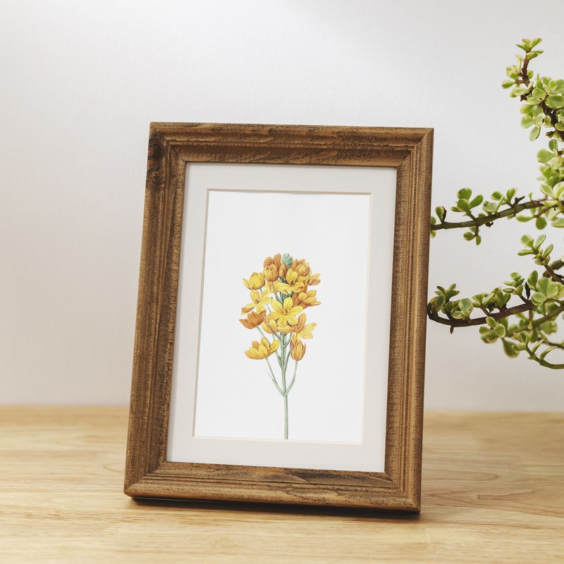 Botaniczny Art Print Mix x16 | Vintage ilustracja kwiat | Dekoracje ścienne