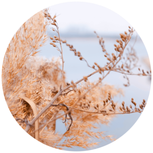 Pampas Grass