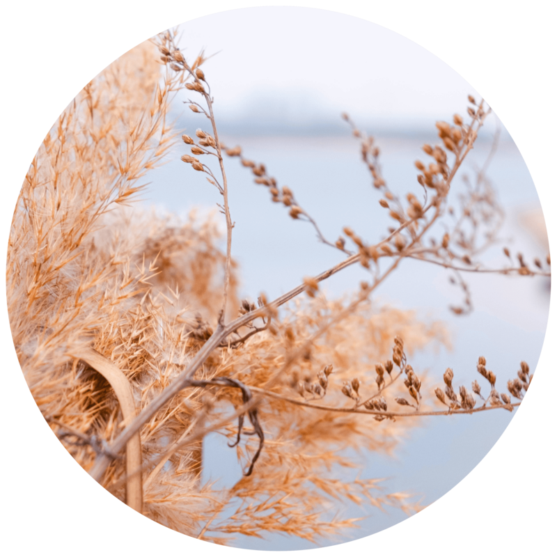 Pampas græs