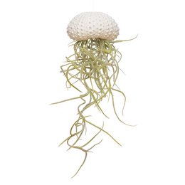Small white jellyfish-like plant with long, wispy green tendrils. Tillandsia usneoides, a type of air plant, attached.