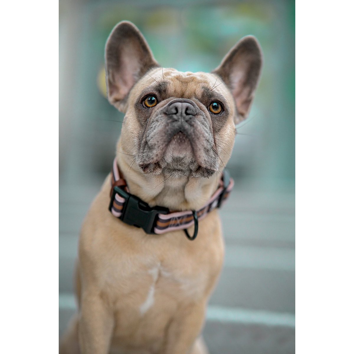 Hundehalsband FK Golden Shimmer