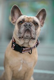 Hundehalsbånd FK Golden Shimmer