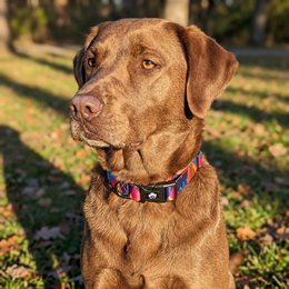 Panache dog collar