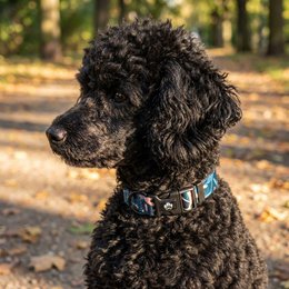 Savanne dog necklace