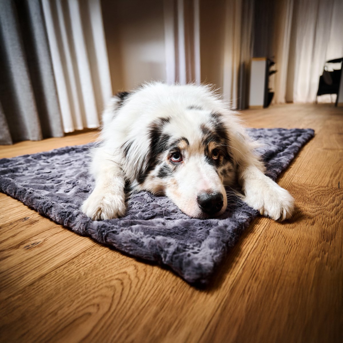 COZY Kuscheldecke für Hunde