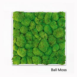 Moosrahmen