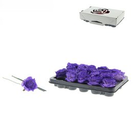Rose Decooz® Silk - Purple
