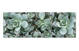 A lush, green succulent table runner with overlapping leaves and rosettes in various shades of green.