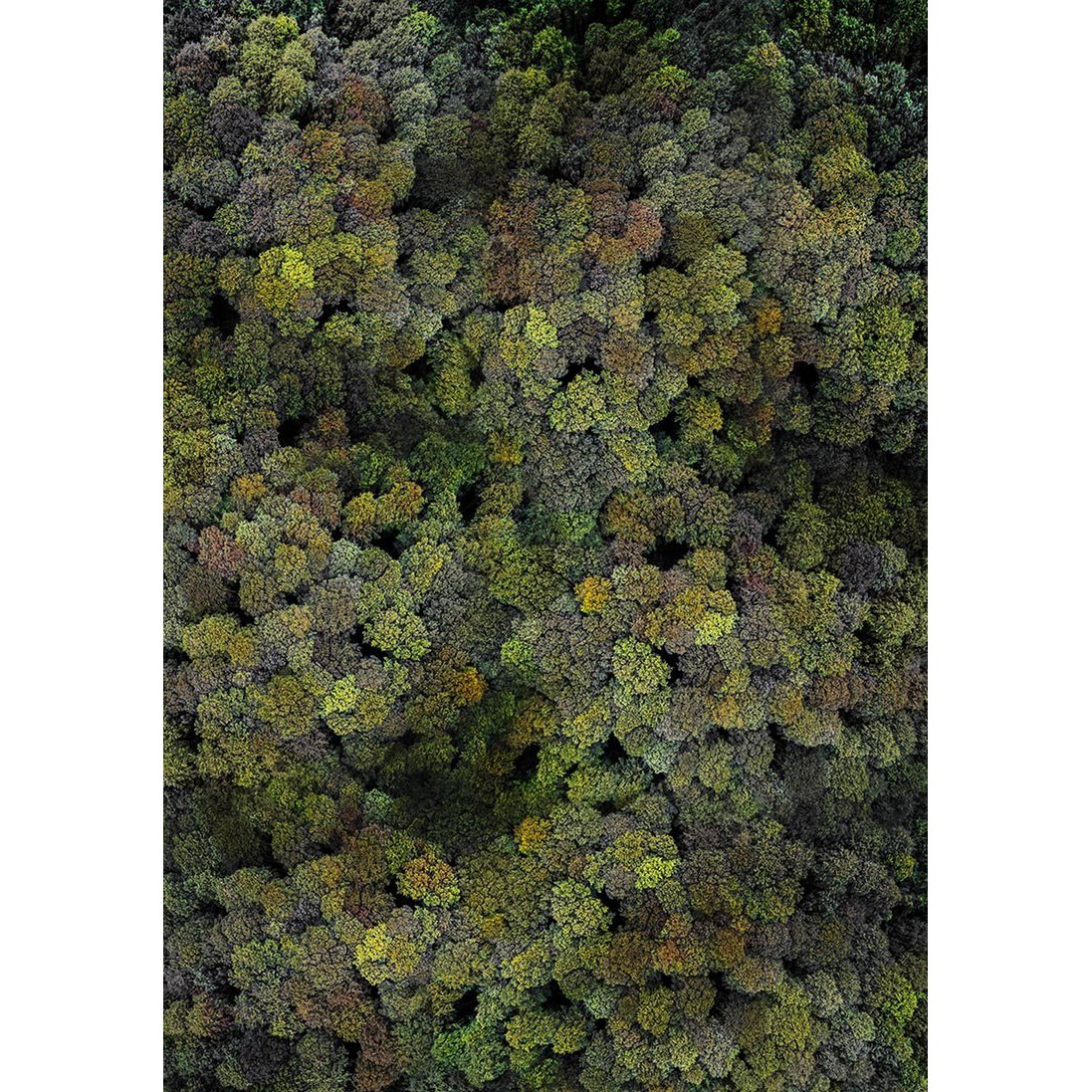 Philipp Specht - Wald