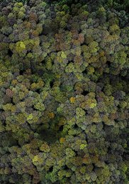 Philipp Specht - Wald