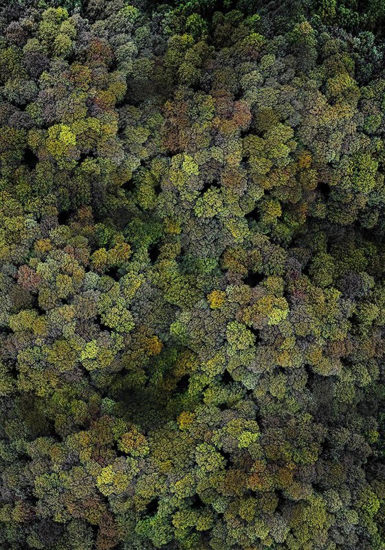 Philipp Specht - Forrest