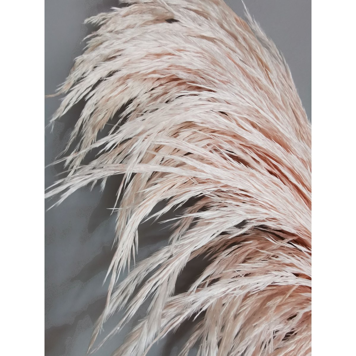 Jasnoróżowa Pampas, stabilizowana, +/- 80cm, 1 łodyga