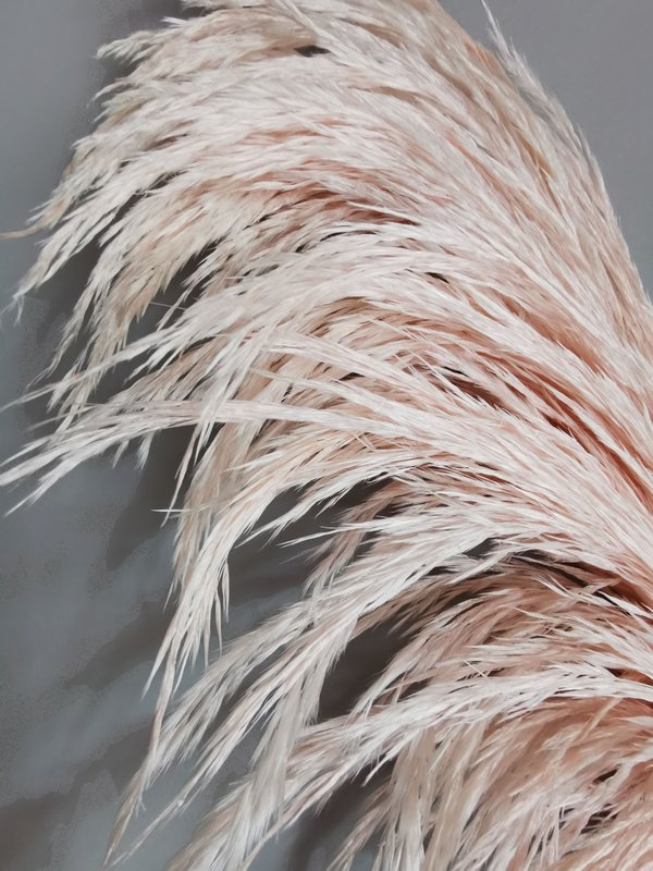 Pampas Pale Pink, stabilisiert, +/- 80cm, 1 Stiel