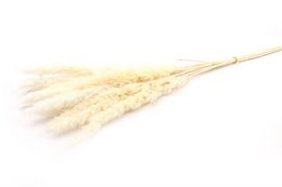 Soffici pampas - per mazzo - 70 cm - bianchi - fiori secchi