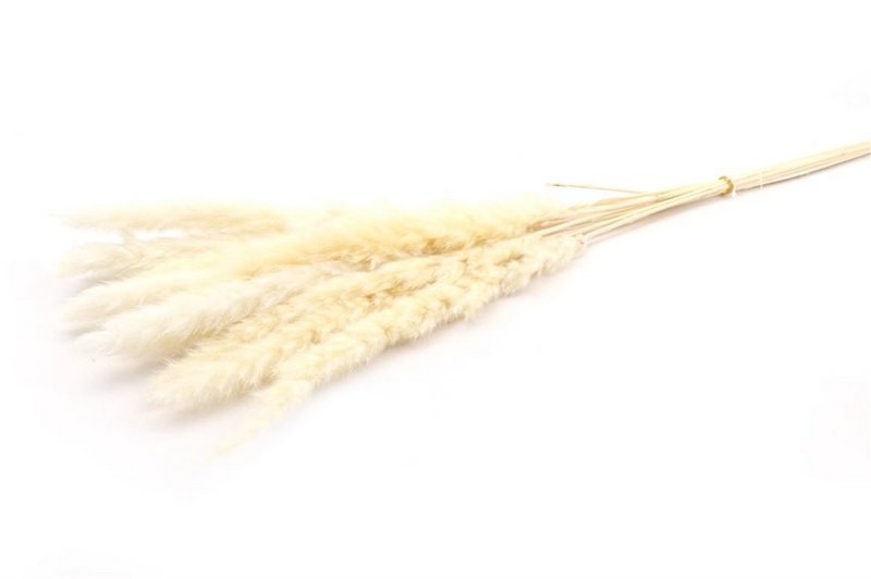 Soffici pampas - per mazzo - 70 cm - bianchi - fiori secchi
