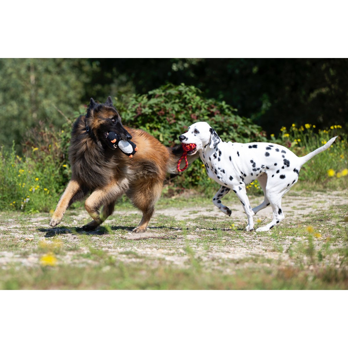 Poldi Pinguino - giocattolo cult per cani
