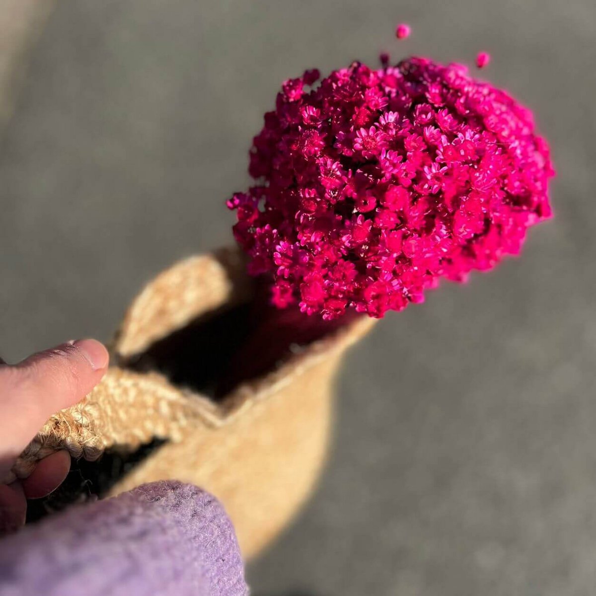 Glixia in diversity: Colorful dried flowers for creative decoration