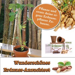 growbro kids set per la coltivazione di arachidi, set per la scoperta del giardino, bambini ricercatori, regalo per bambini, regalo di compleanno per bambini, esperimento da portare con sé