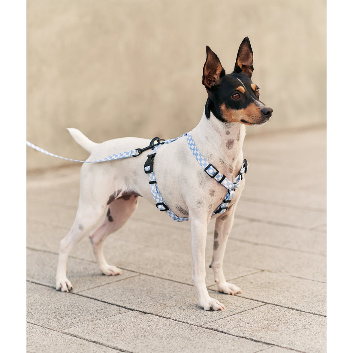 Geschirr aus recyceltem PET, blaues Vichy-Design, Juno