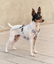 Geschirr aus recyceltem PET, blaues Vichy-Design, Juno