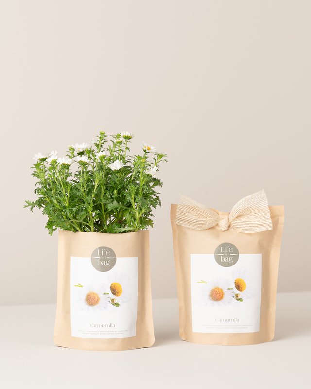 Grow Bag Chamomile